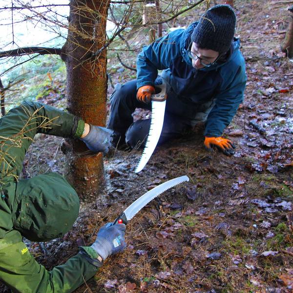 Zwei Personen in Wetterkleidung liegen unter einem jungen Baum und fällen ihn.
