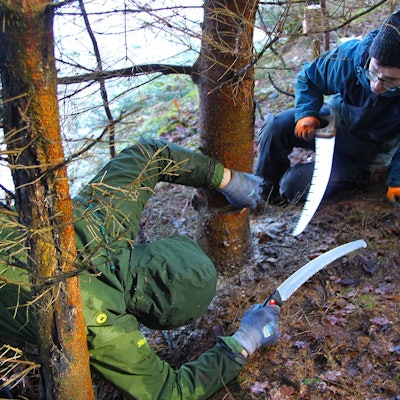 Zwei Personen in Wetterkleidung liegen unter einem jungen Baum und fällen ihn.