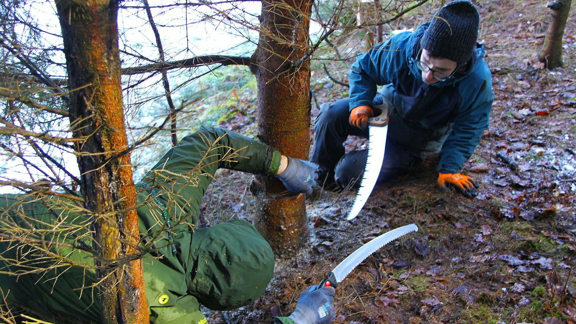 Zwei Personen in Wetterkleidung liegen unter einem jungen Baum und fällen ihn.