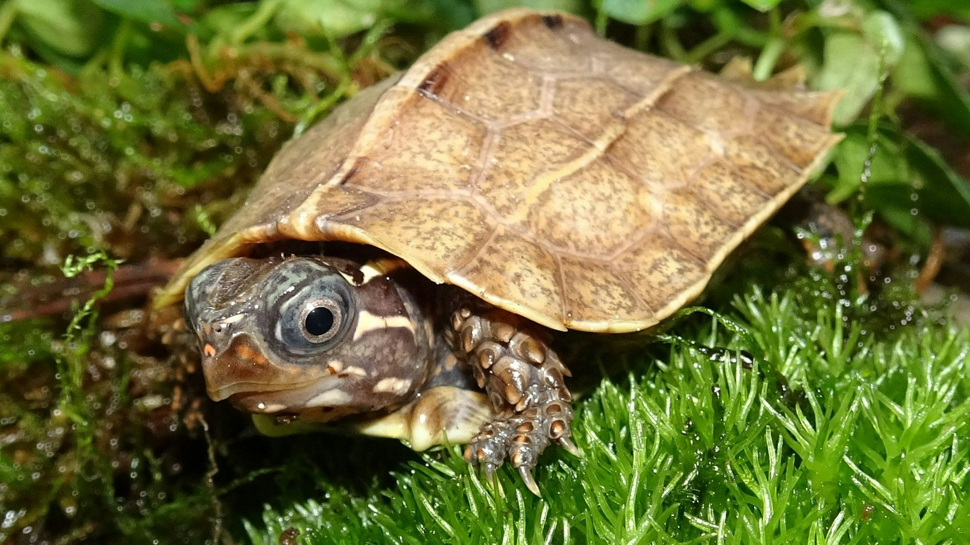 Eine Schildkröte läuft auf Pflanzen.