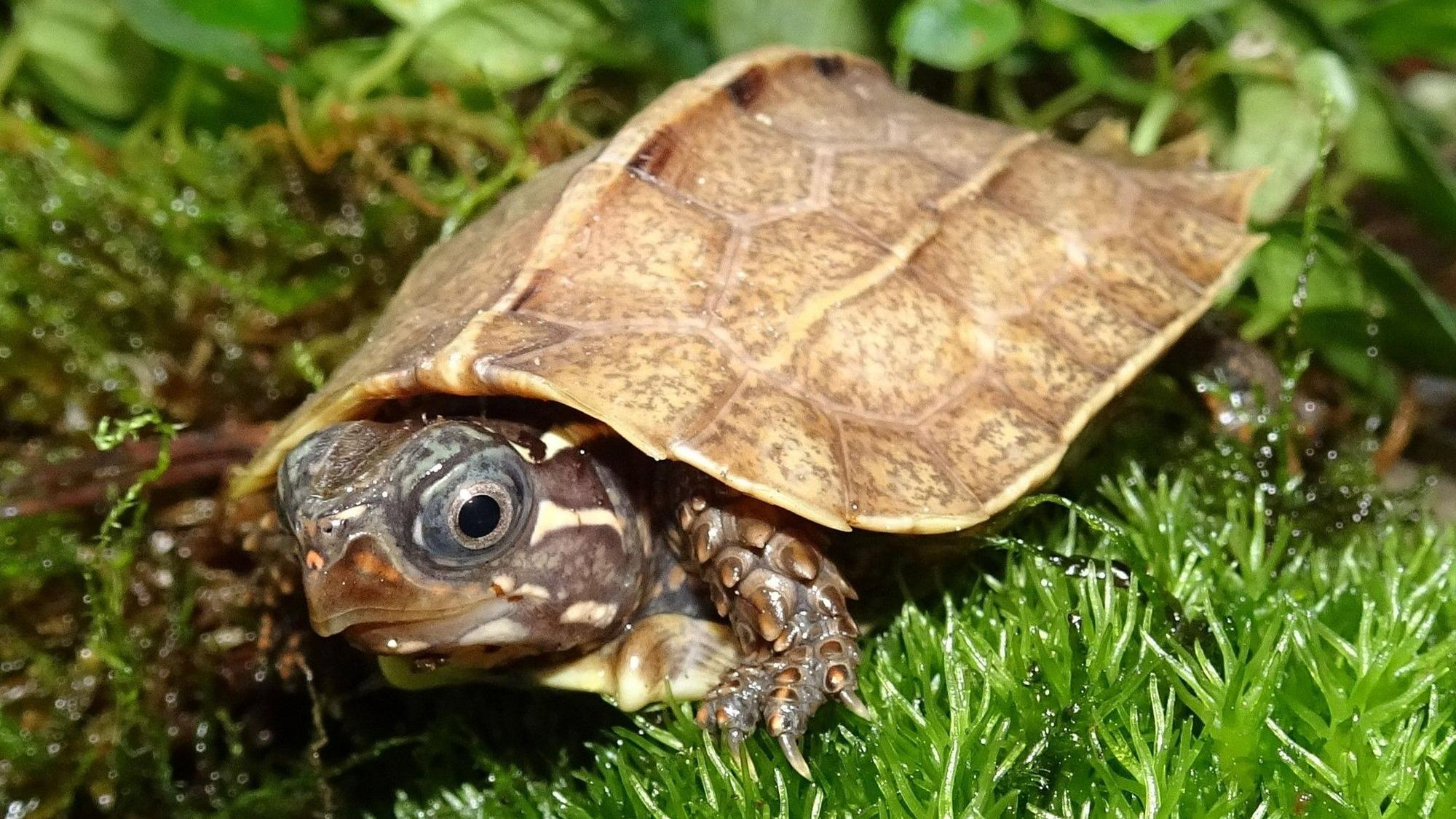 Zoo Zackenschildkröte
