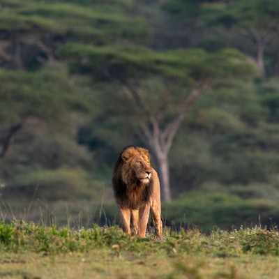 Die Serengeti im Norden Tansanias ist Heimat von etwa 3000 Löwen. (Symbolbild)