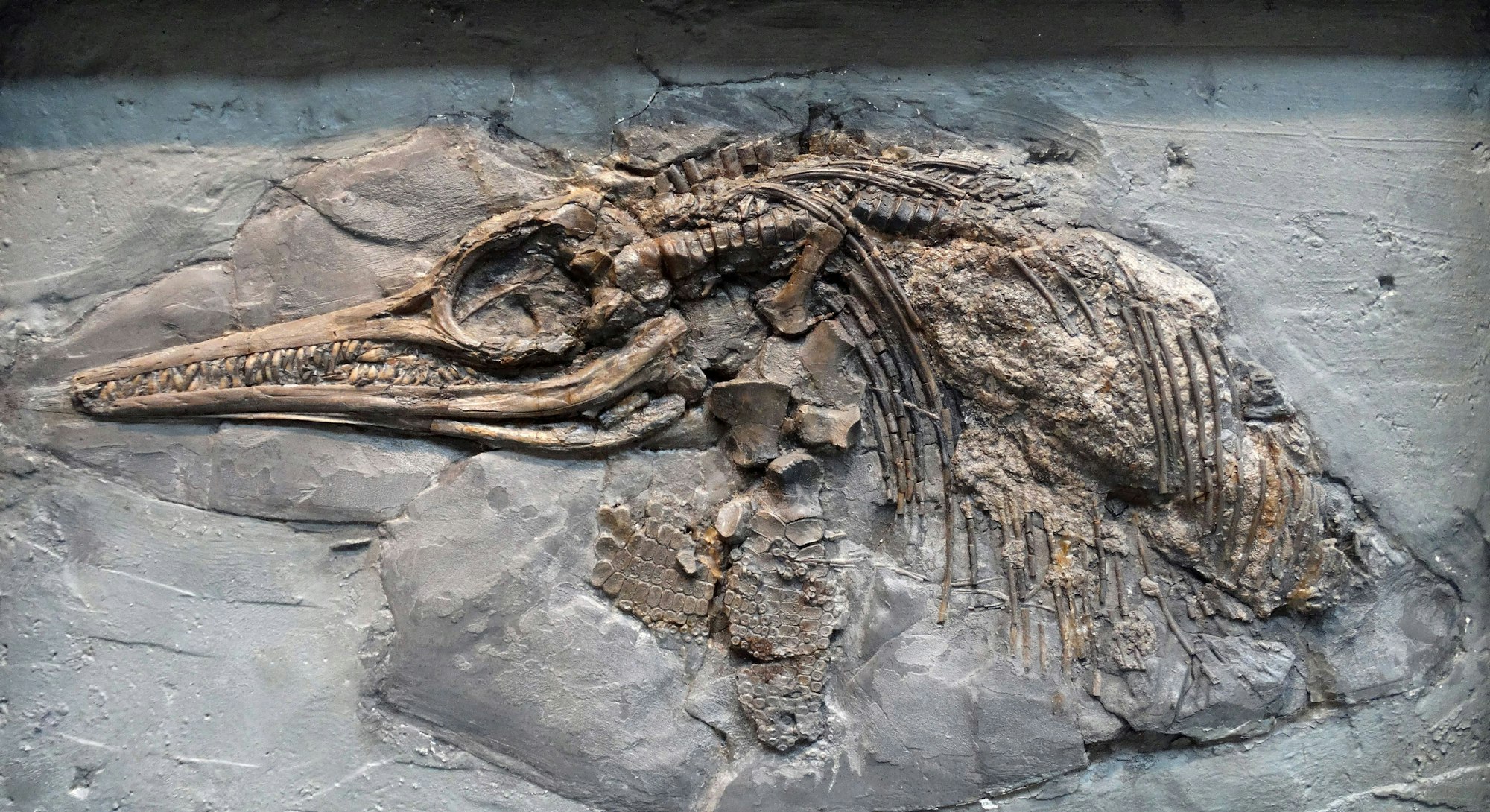 Das Fossil eines Ichthyosaurus in einem Felsmassiv. Die Meeresechse könnte deutlich älter sein, als bisher angenommen.