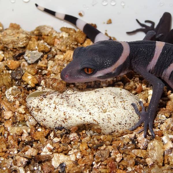 Ein Chinesischer Tigergecko