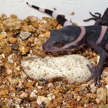 Ein Chinesischer Tigergecko