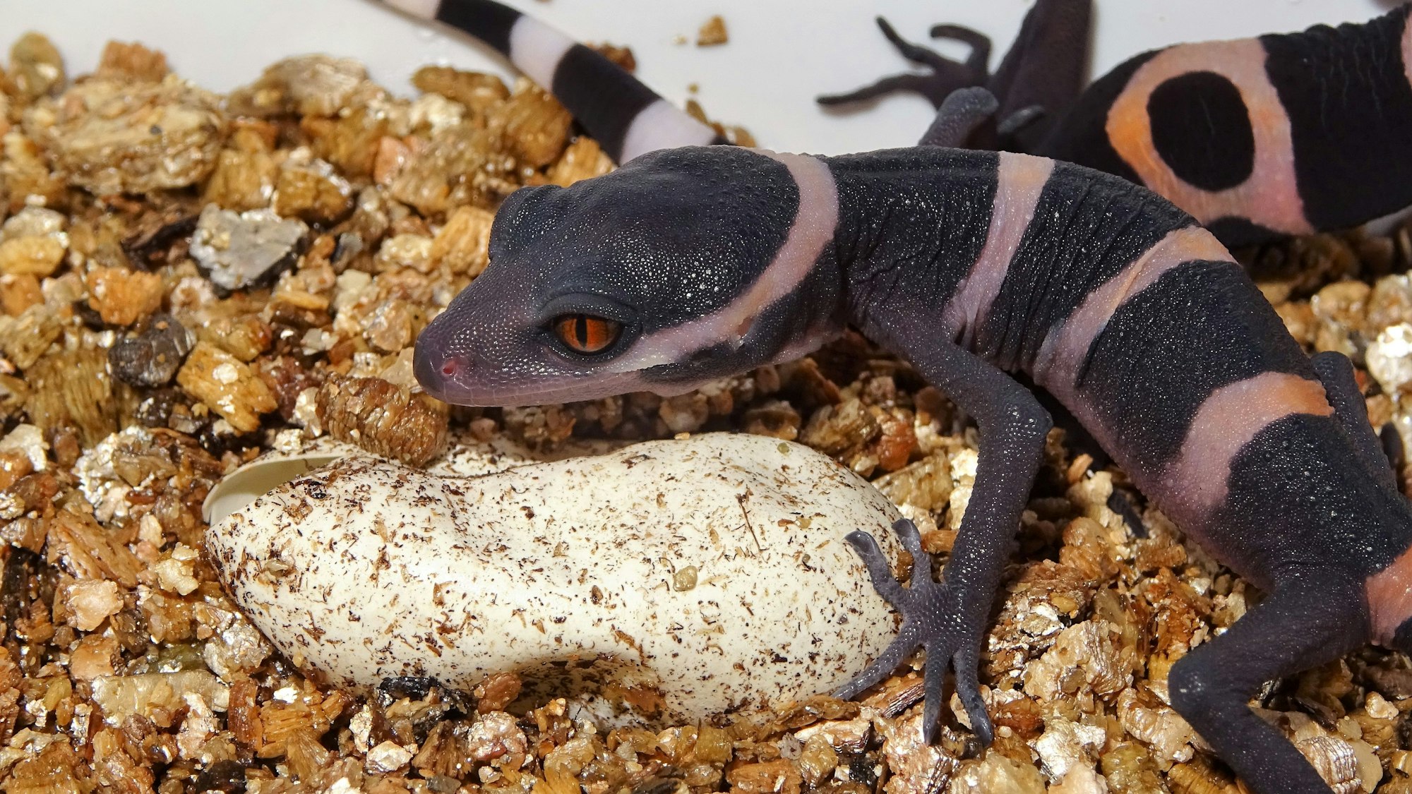 Ein Chinesischer Tigergecko