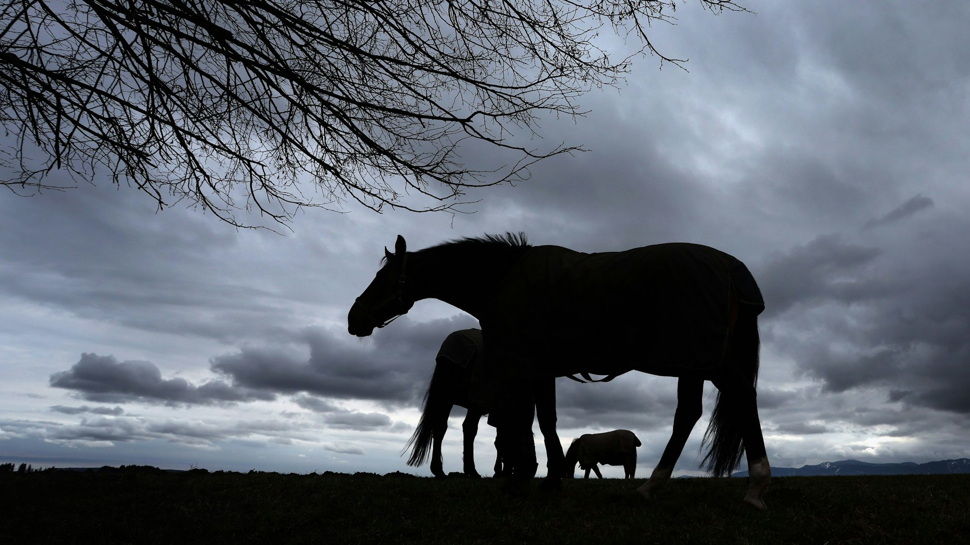 Pferde weiden auf einer Wiese am Alpenrand unter dem dicht bewölktem Himmel.