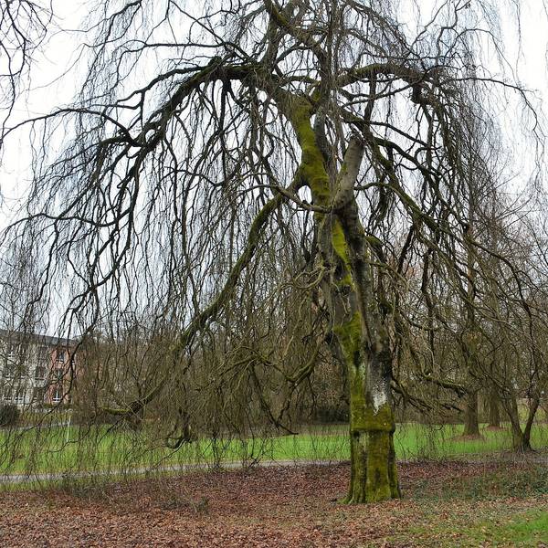 Ein Baum im Königsbornpark in Waldbröl