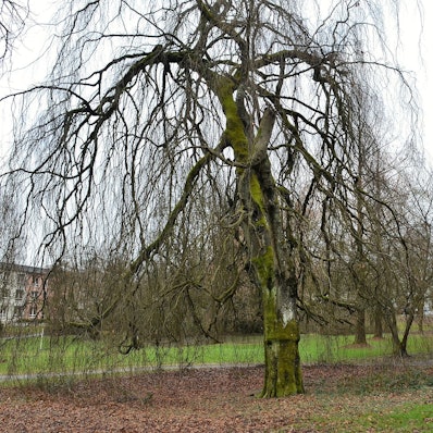 Ein Baum im Königsbornpark in Waldbröl