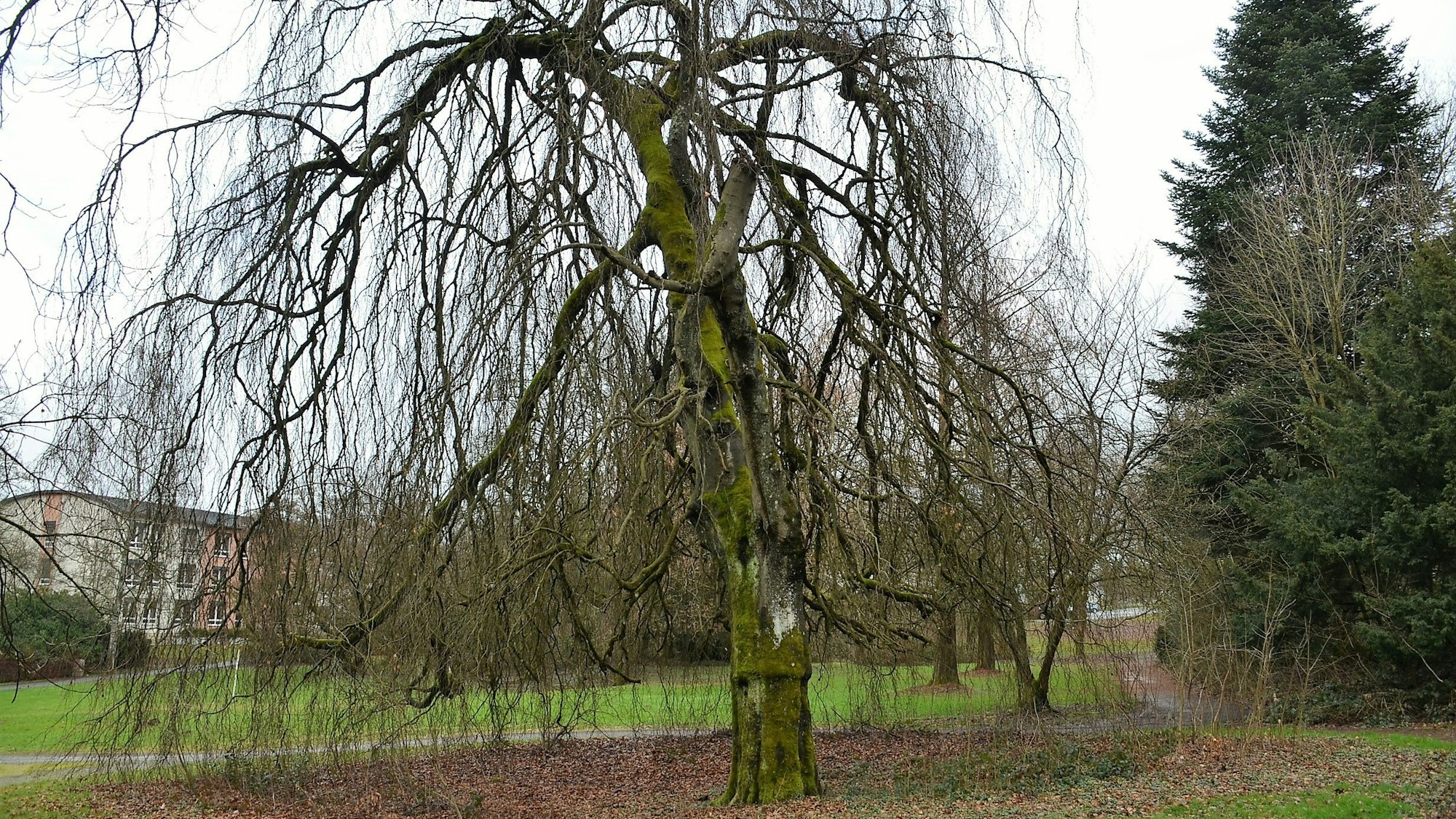 Ein Baum im Königsbornpark in Waldbröl
