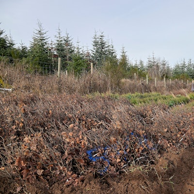 Ein Mann gräbt im Wald den Boden um.