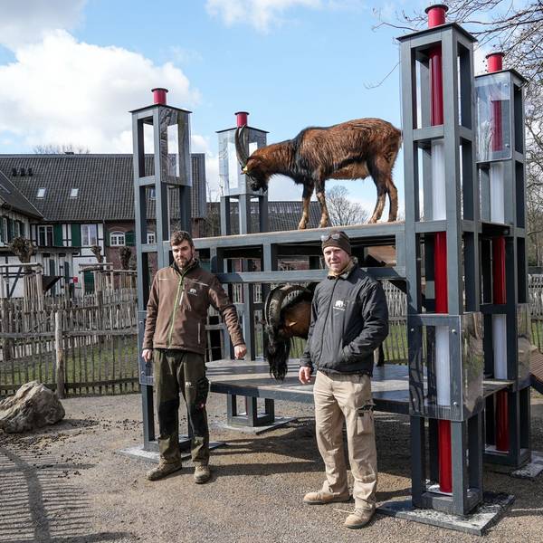 Eigenes Stadion für Geißbock Hennes: Die Idee hatte Tierpfleger Steffen Schröder, für die Umsetzung sorgte Schreiner Carsten Reichart.