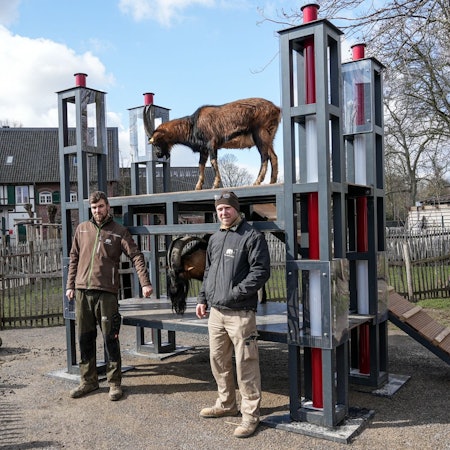 Eigenes Stadion für Geißbock Hennes: Die Idee hatte Tierpfleger Steffen Schröder, für die Umsetzung sorgte Schreiner Carsten Reichart.