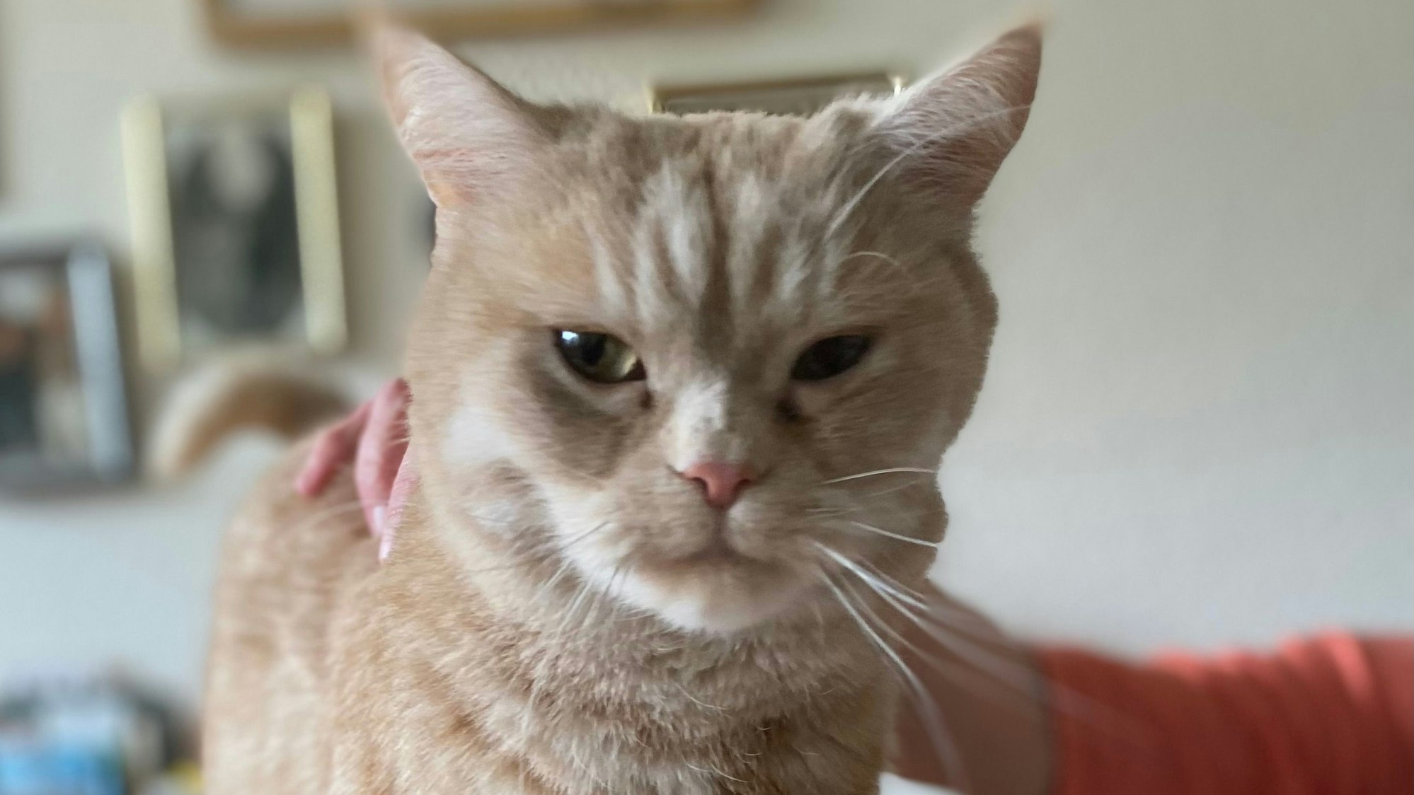 Kater Anton holt sich seine Streicheleinheiten ab.