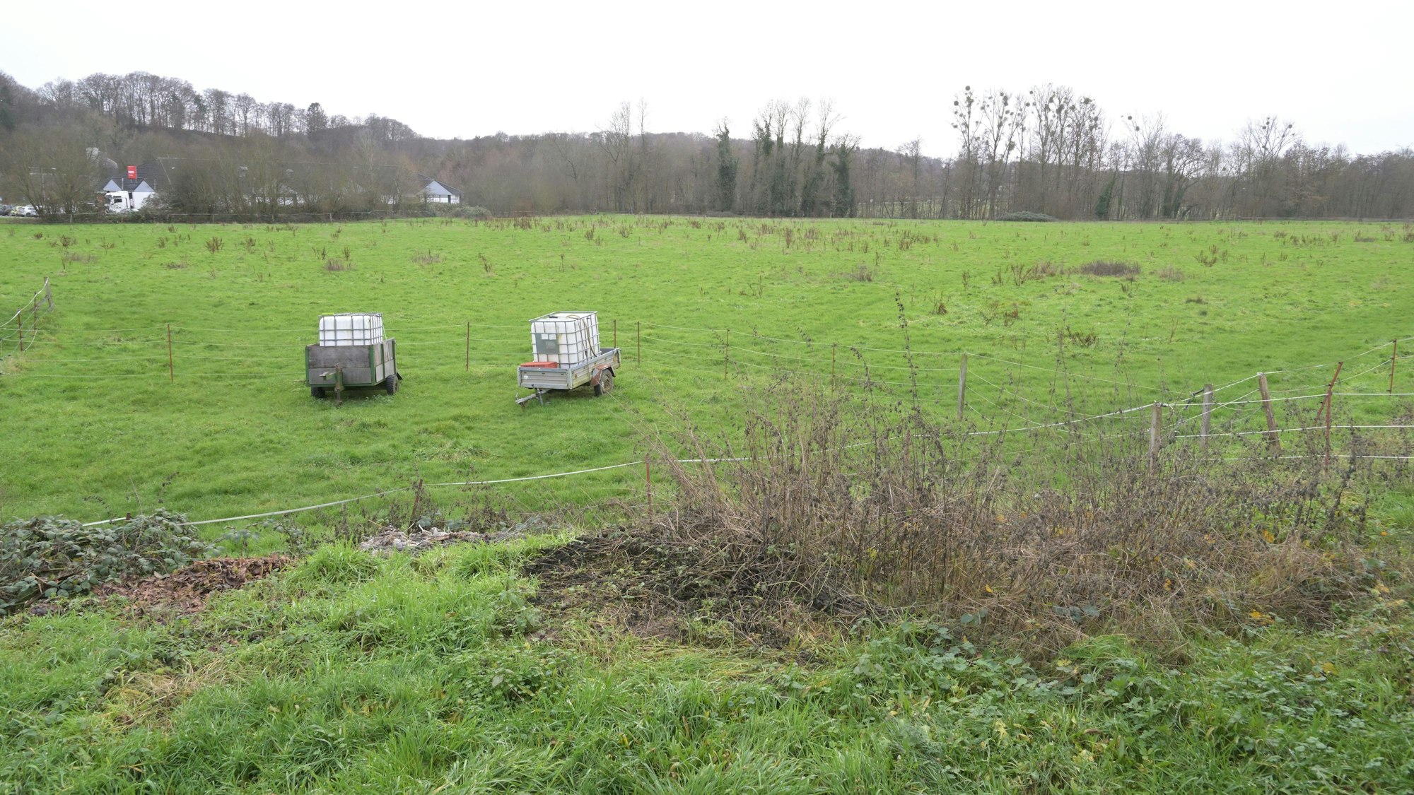 Die sogenannte Pennywiese in Odenthal-Osenau.