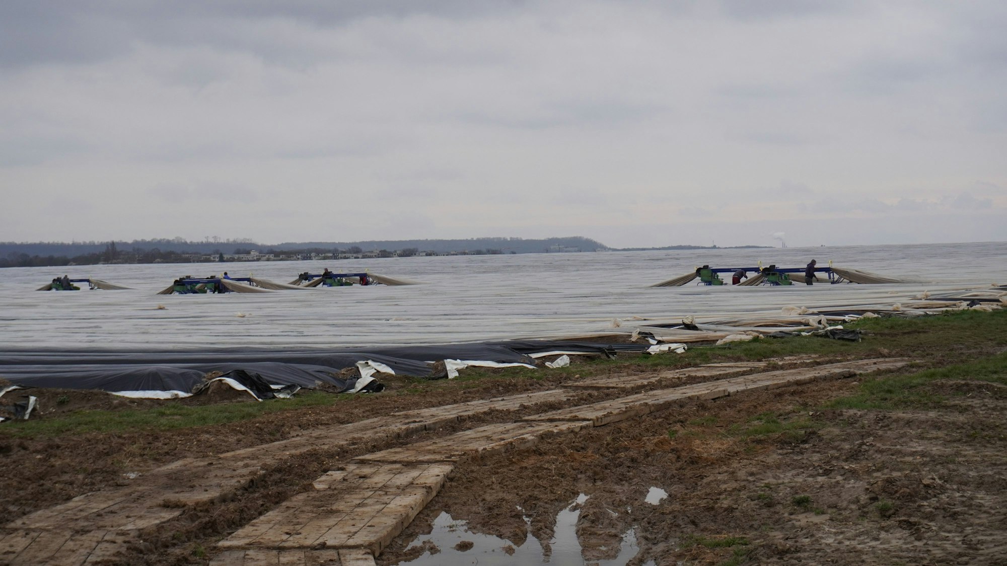 Das Foto zeigt ein mit Folie überspanntes Spargelfeld in Elsdorf.