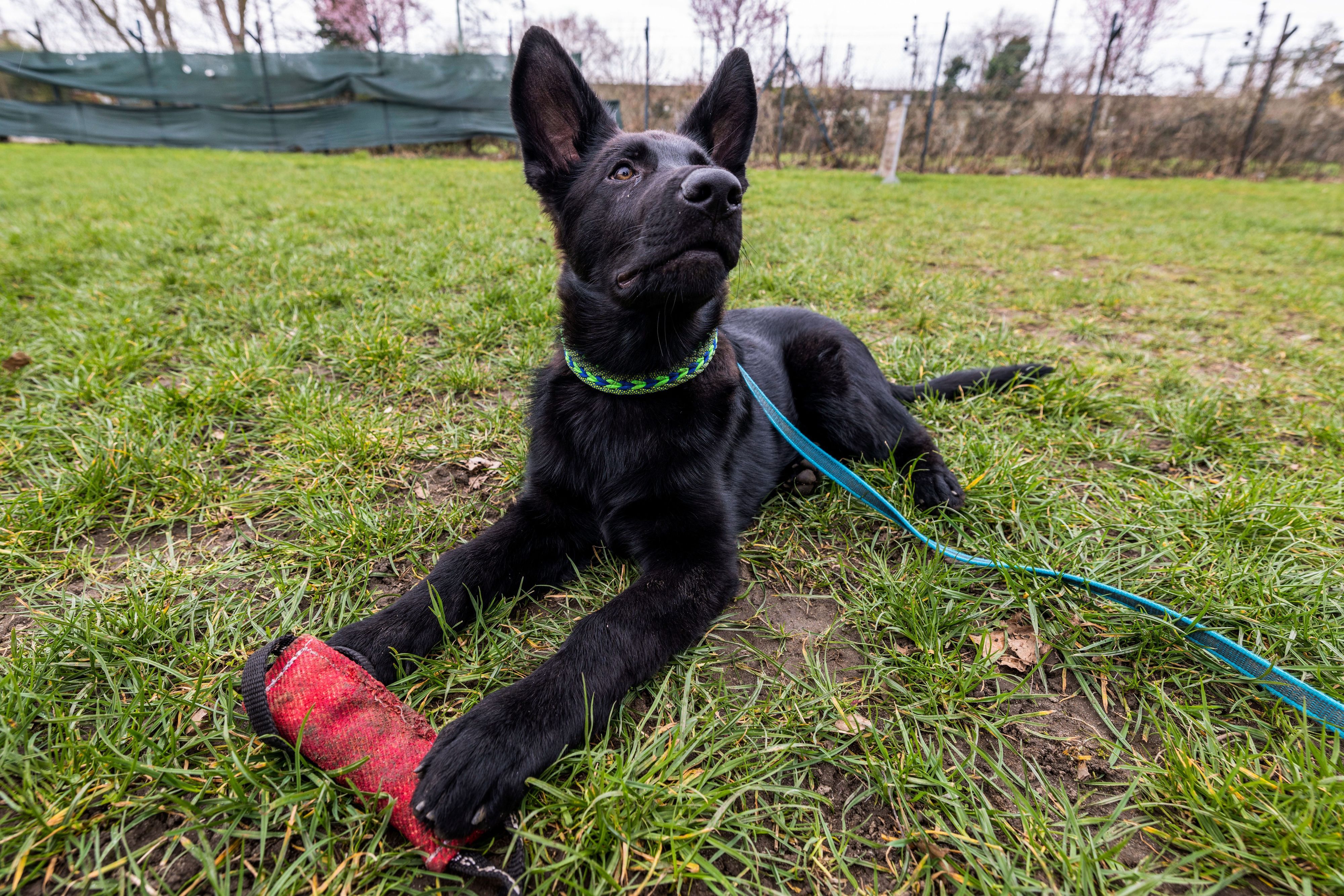 Schäferhund-Welpe Göthe liegt bei seiner Ausbildung zum Polizei-Schutzhund auf der Wiese.