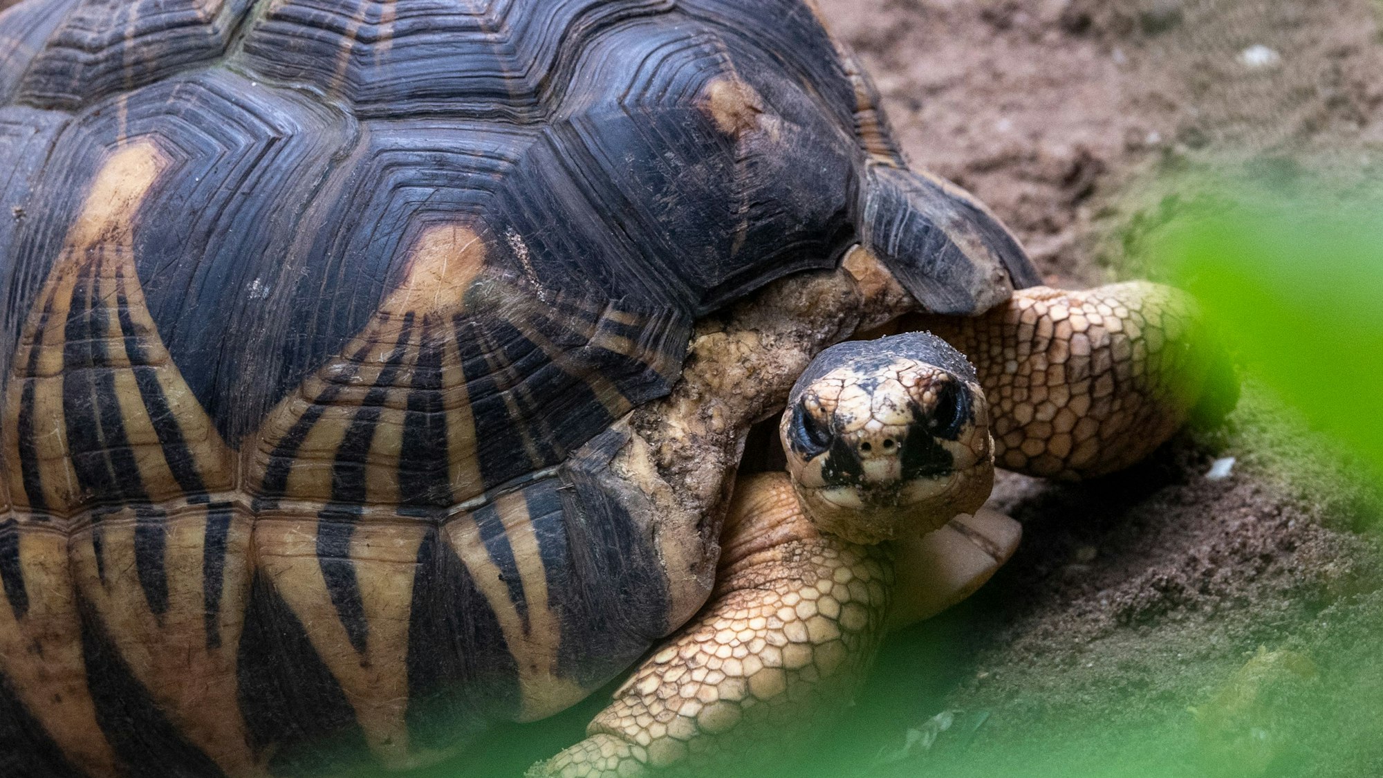 Eine Strahlenschildkröte bewegt sich im Gondwanaland im Zoo Leipzig. In Houstin hat ein Tier dieser Art mit 90 Jahren noch Nachwuchs gezeugt. (Archivbild)