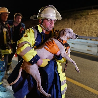 Ein Retter trägt einen Hund nach einem Unfall auf der A8. Ein betrunkener Falschfahrer hat sich bei einem Unfall auf der A8 nahe Mühlhausen im Täle (Landkreis Göppingen) schwer verletzt. Auch vier Hunde, die in seinem Auto saßen, wurden am Mittwochabend schwer verletzt, wie die Polizei in der Nacht zum Donnerstag mitteilte. Ein Hund starb am Unfallort.