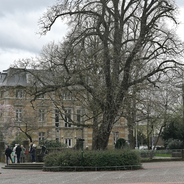 Im Beet vor dieser Kastanie wird die Erinnerungstafel für Patricia Wright errichtet.