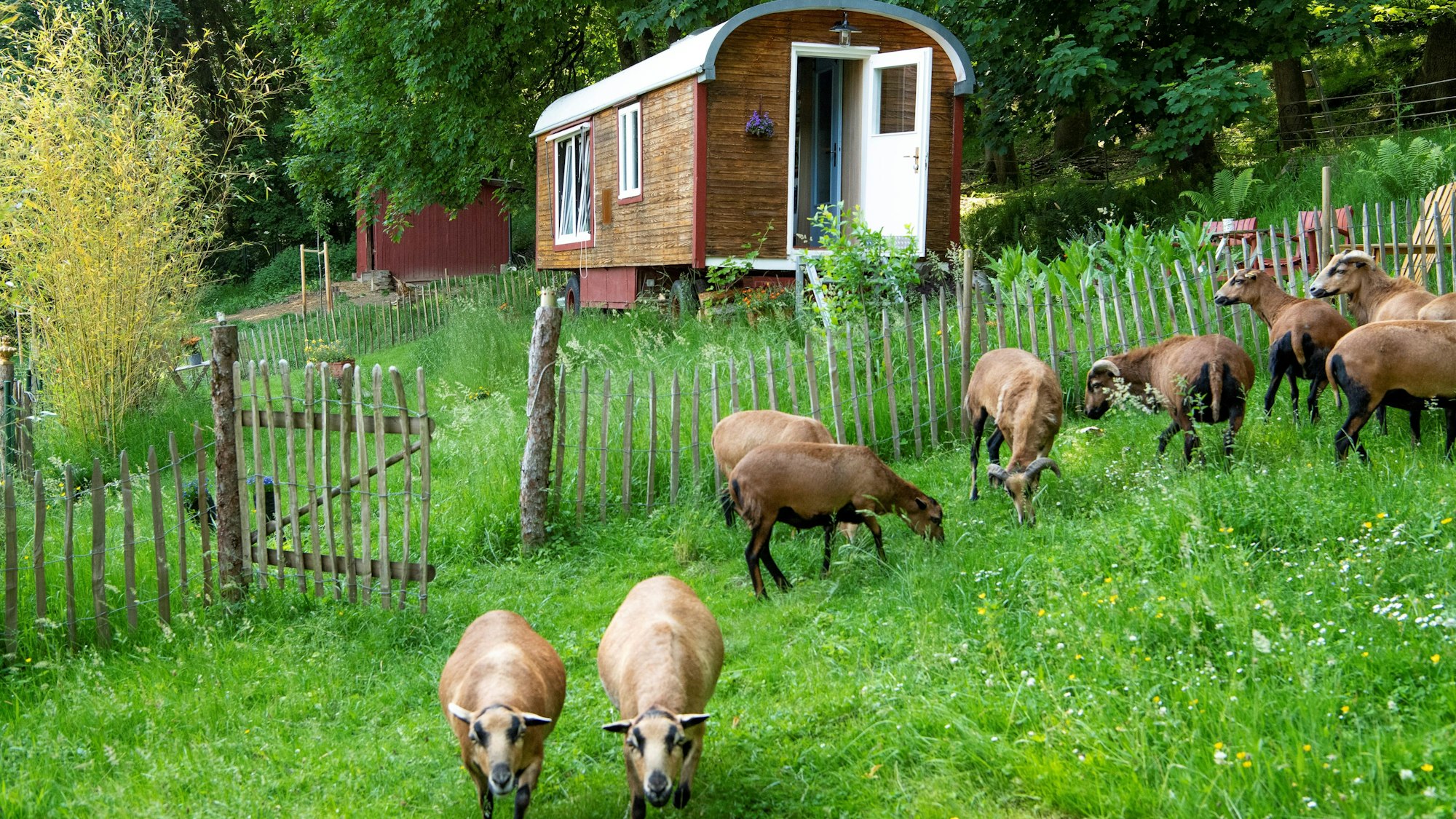 Zirkuswagen auf einer grünen Wiese mit Schafen