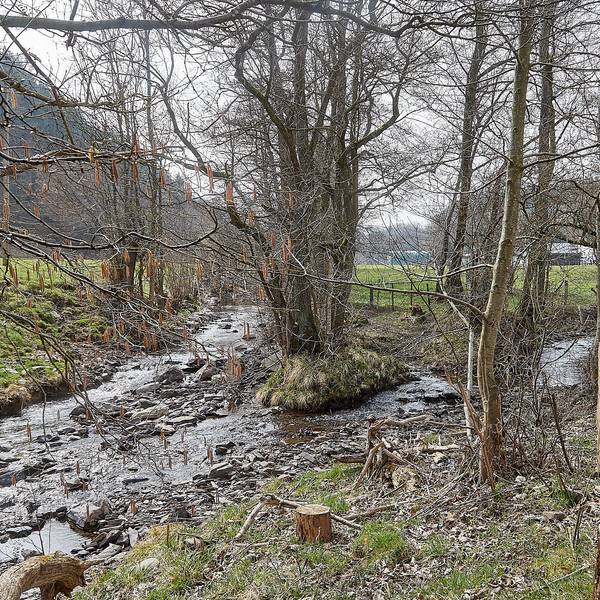 Das Bild zeigt den Zusammenfluss von Prether- und Platißbach bei Hellenthal in einer mit Bäumen bestandenen Wiesenlandschaft.
