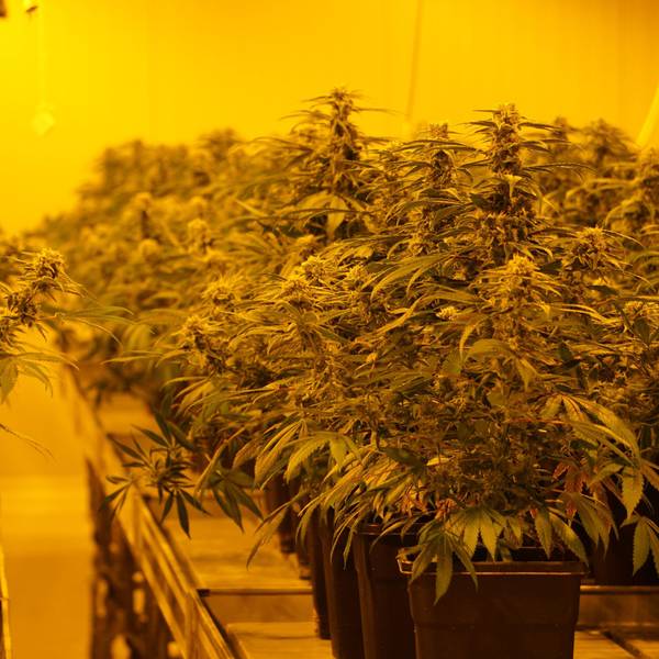 THC haltige Cannabis-Pflanzen stehen in einer legalen Zuchtanlage in der Schweiz.
