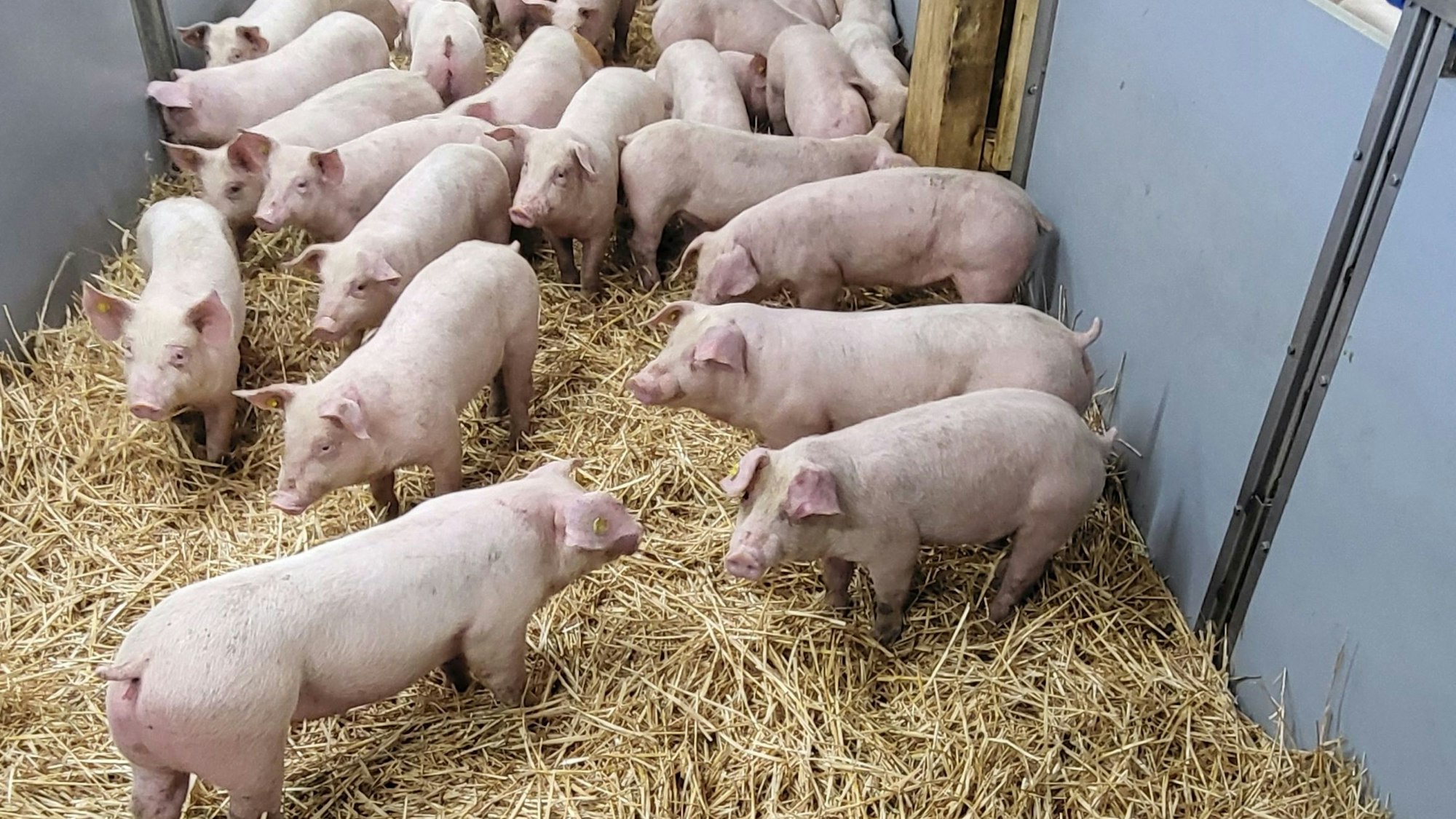 In einer großen Box stehen Ferkel auf Stroh.