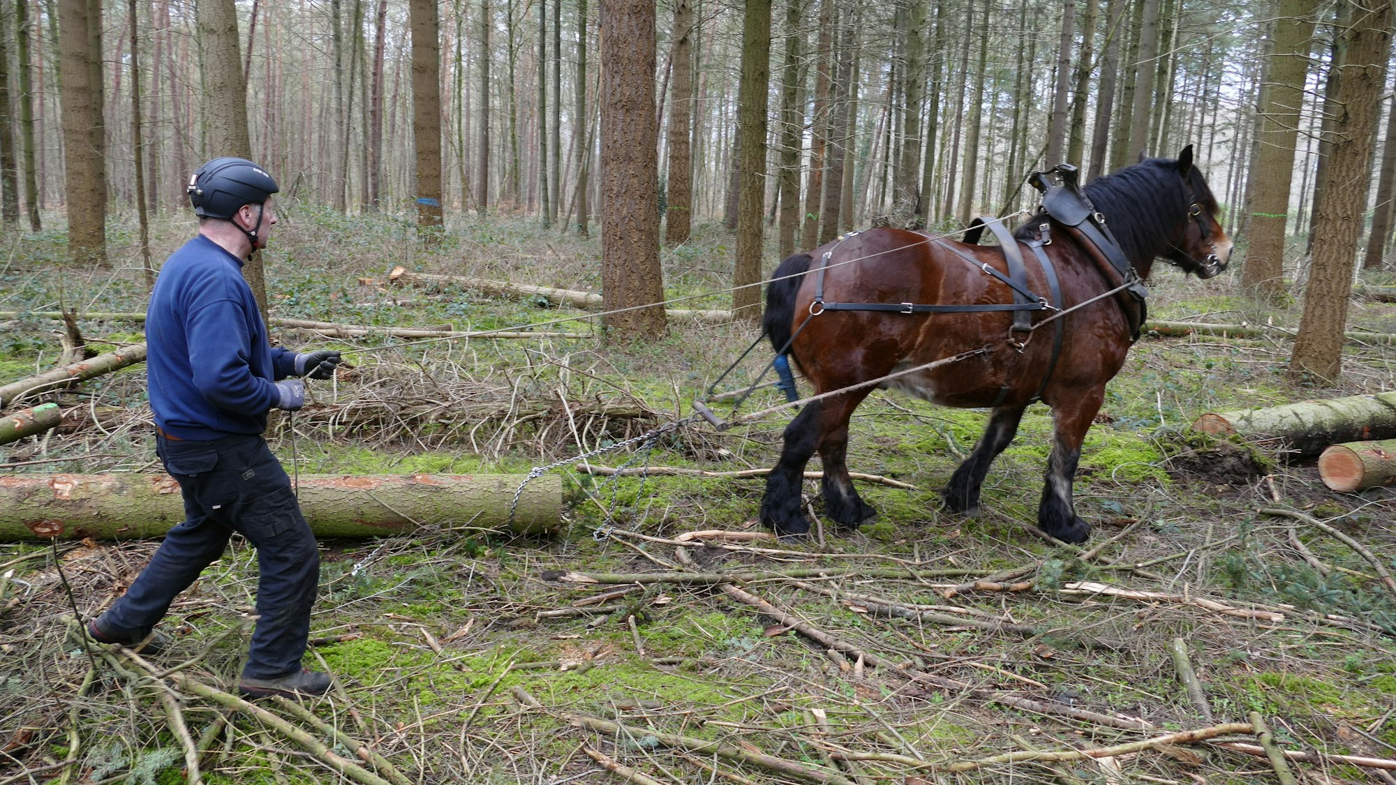 Das Pferd bei der Arbeit.