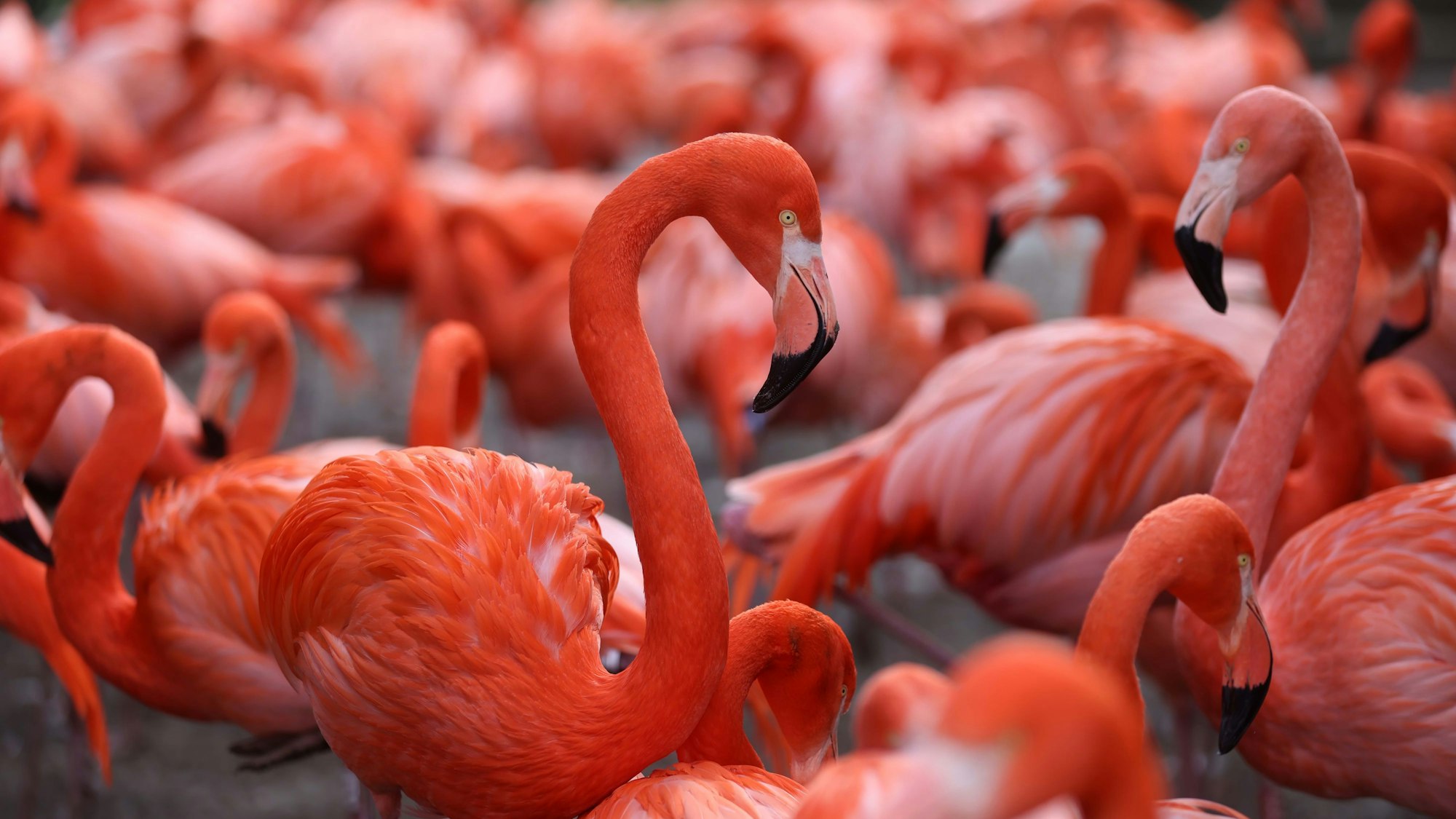 Es sind Flamingos zu sehen.