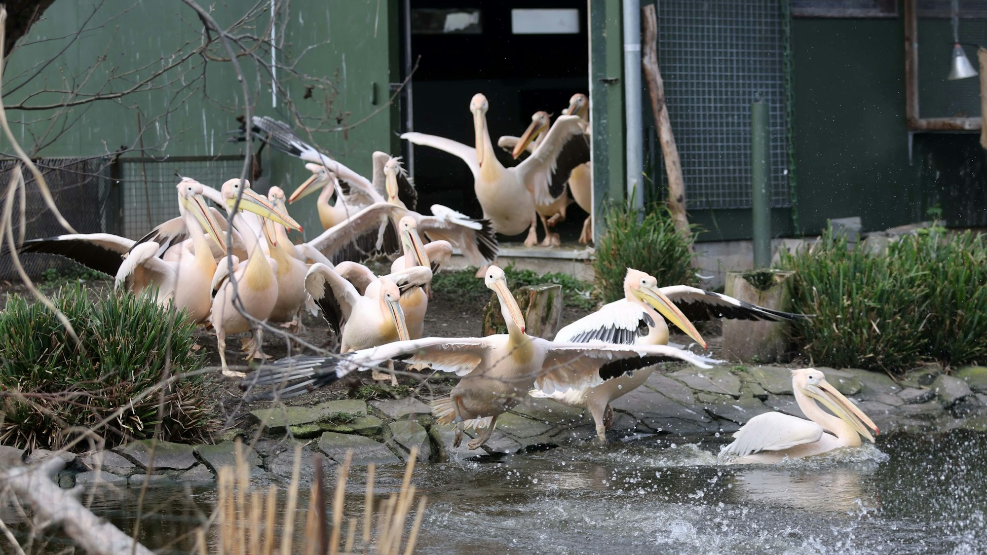 Es sind Pelikane zu sehen, die aus dem Gehege kommen.