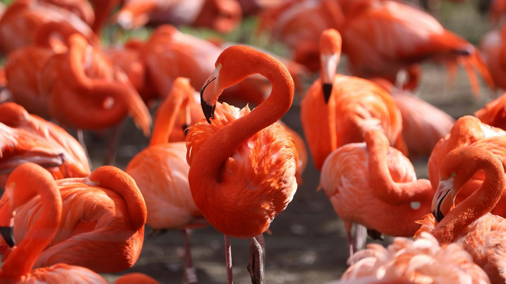 Flamingos sind als Patentiere beliebt und kosten 200 Euro im Jahr.