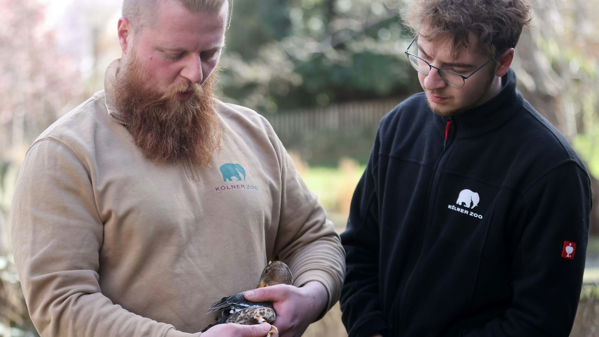 Es sind Vogel-Tierpfleger Sebastian Wolf (l.) und Franklin Wilhelm zu sehen.