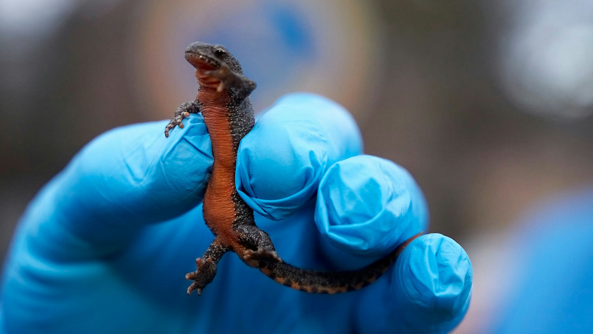 Auch dieser Bergmolch wurde von den Helfern gerettet.