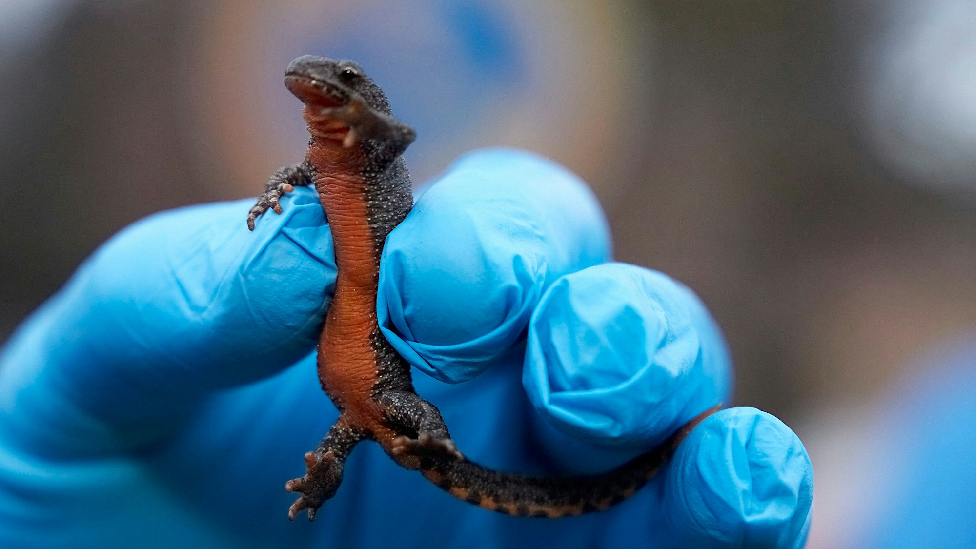 Ein Bergmolch befindet sich in einer Hand in Einweg-Handschuhen.