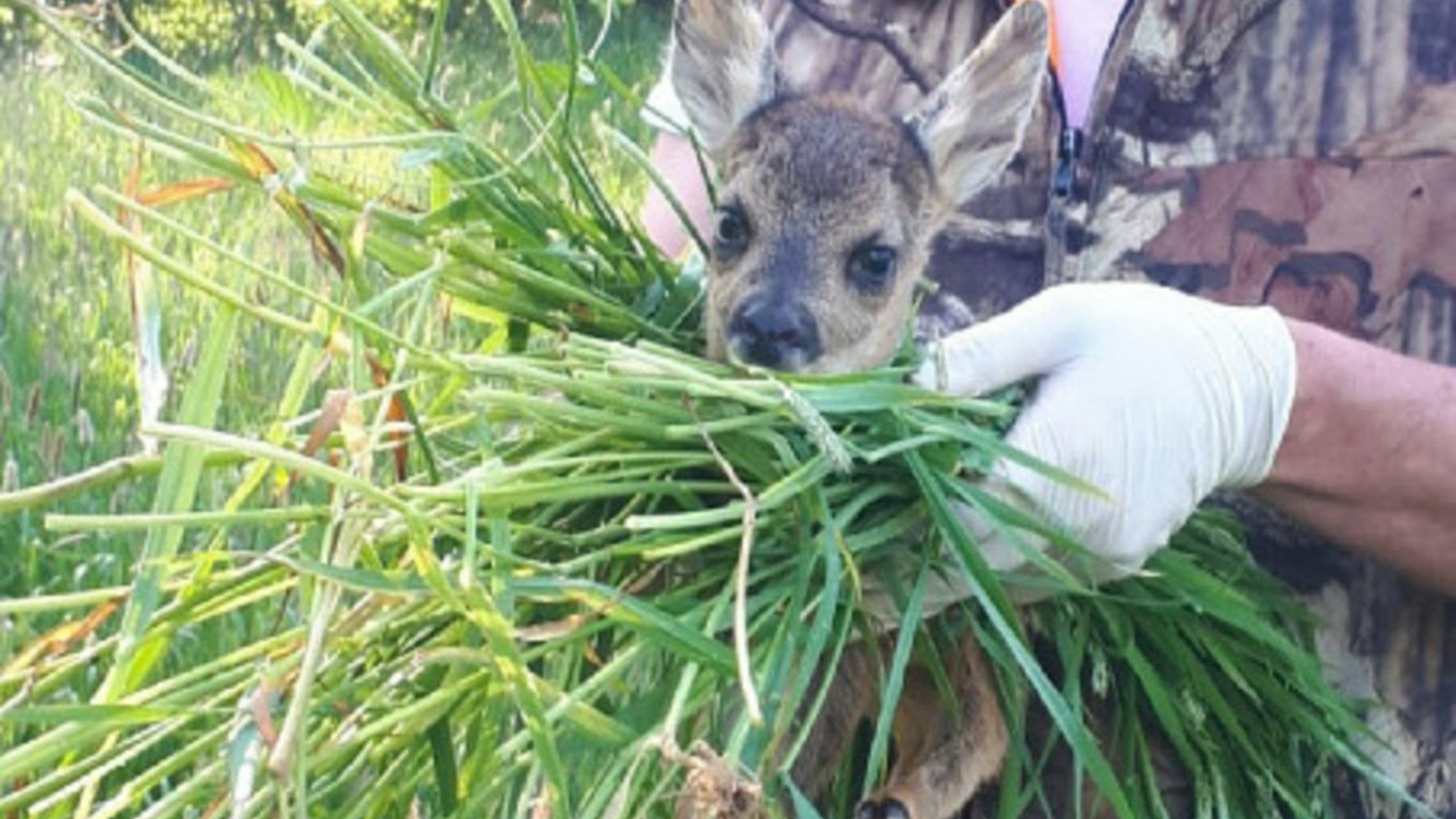 Ein Rehkitz ist auf dem Arm eines Menschen und frisst Gras.