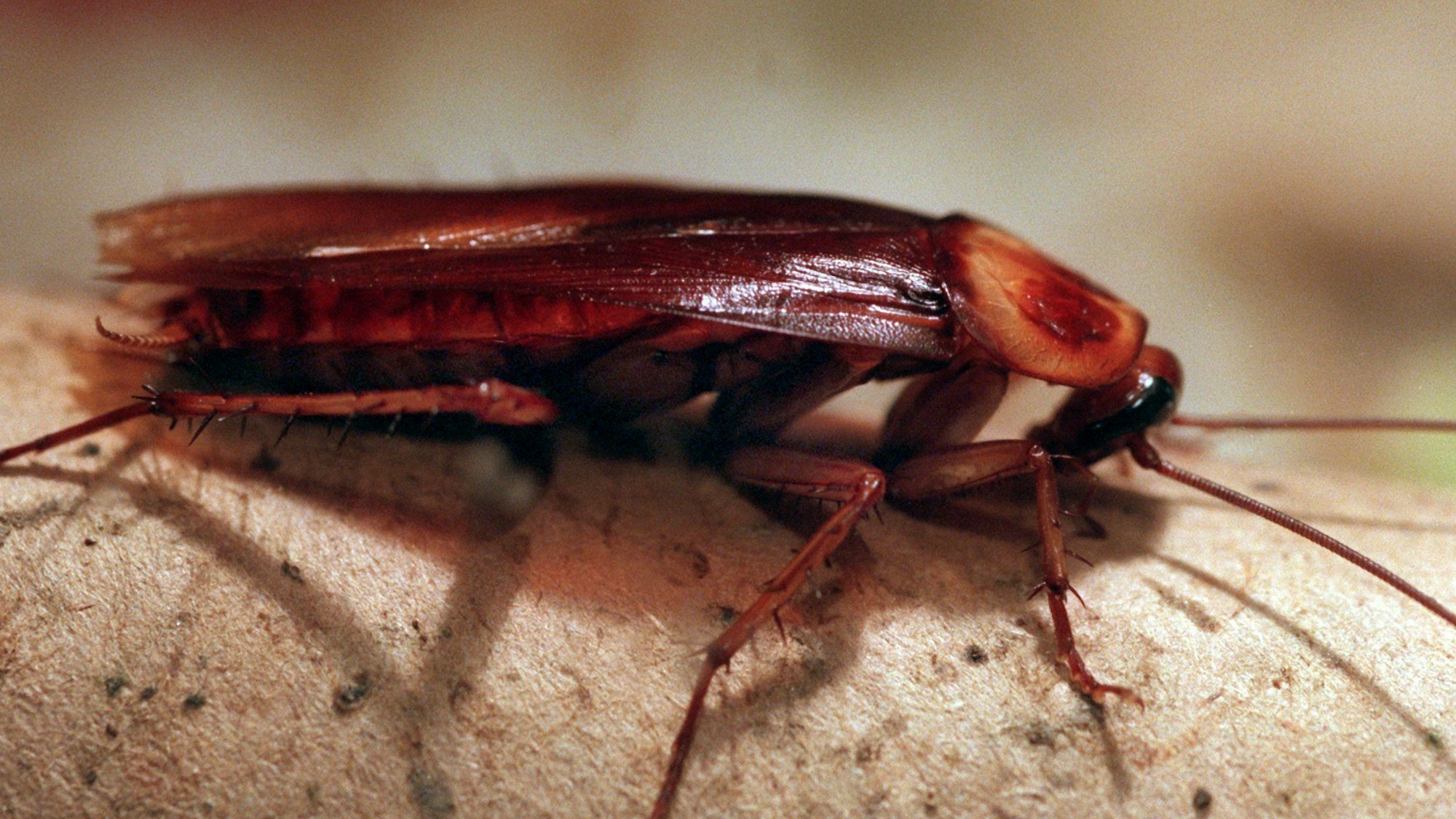 EIne Kakerlake sitzt auf dem Arm einer Person.