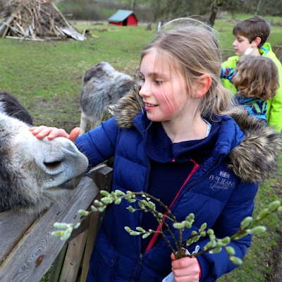 Neugierig auf Wanderer sind die Esel am Wegesrand oberhalb von Herrenstrunden.