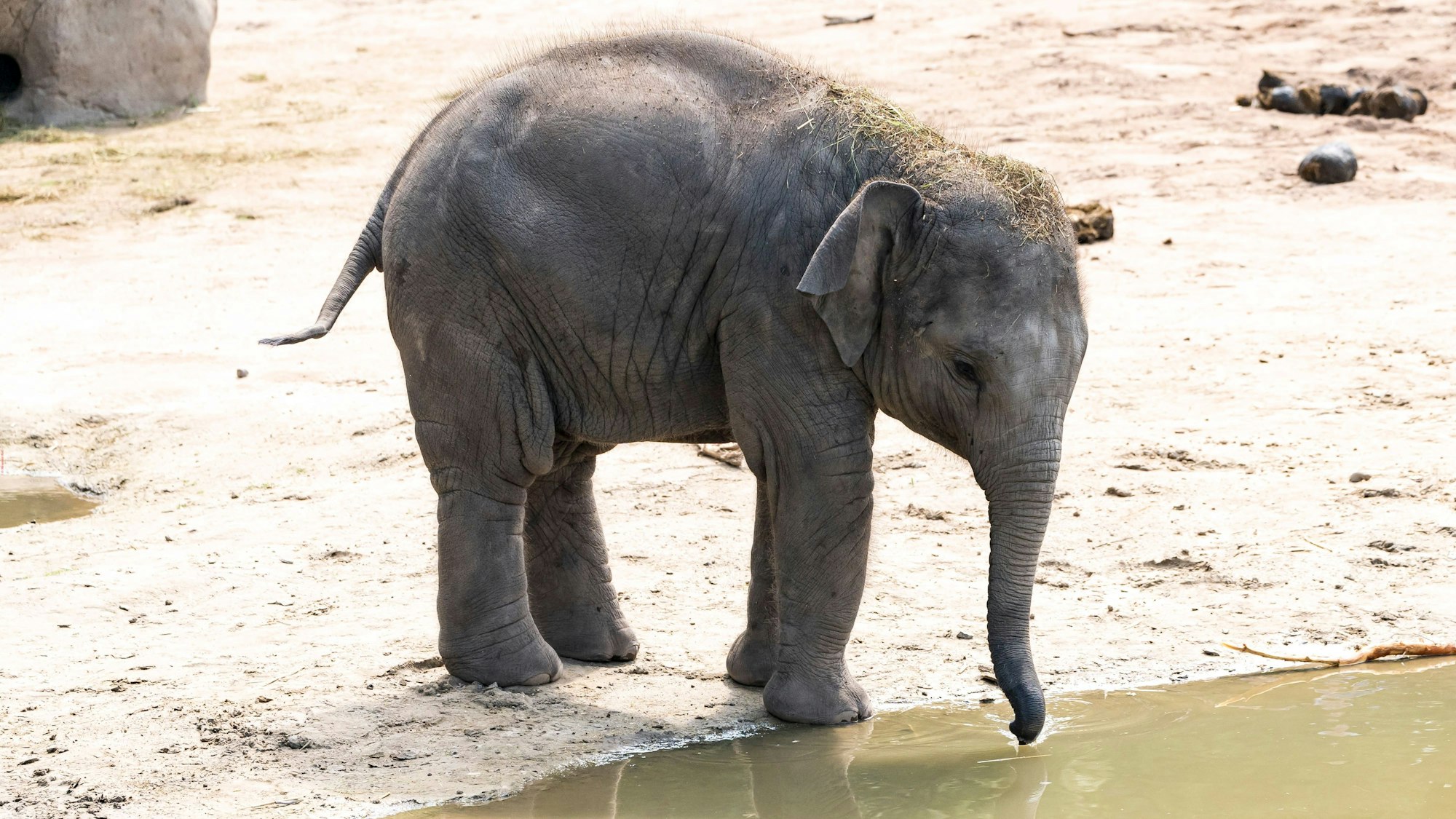kleiner Elefant trinkt aus einer Pfütze