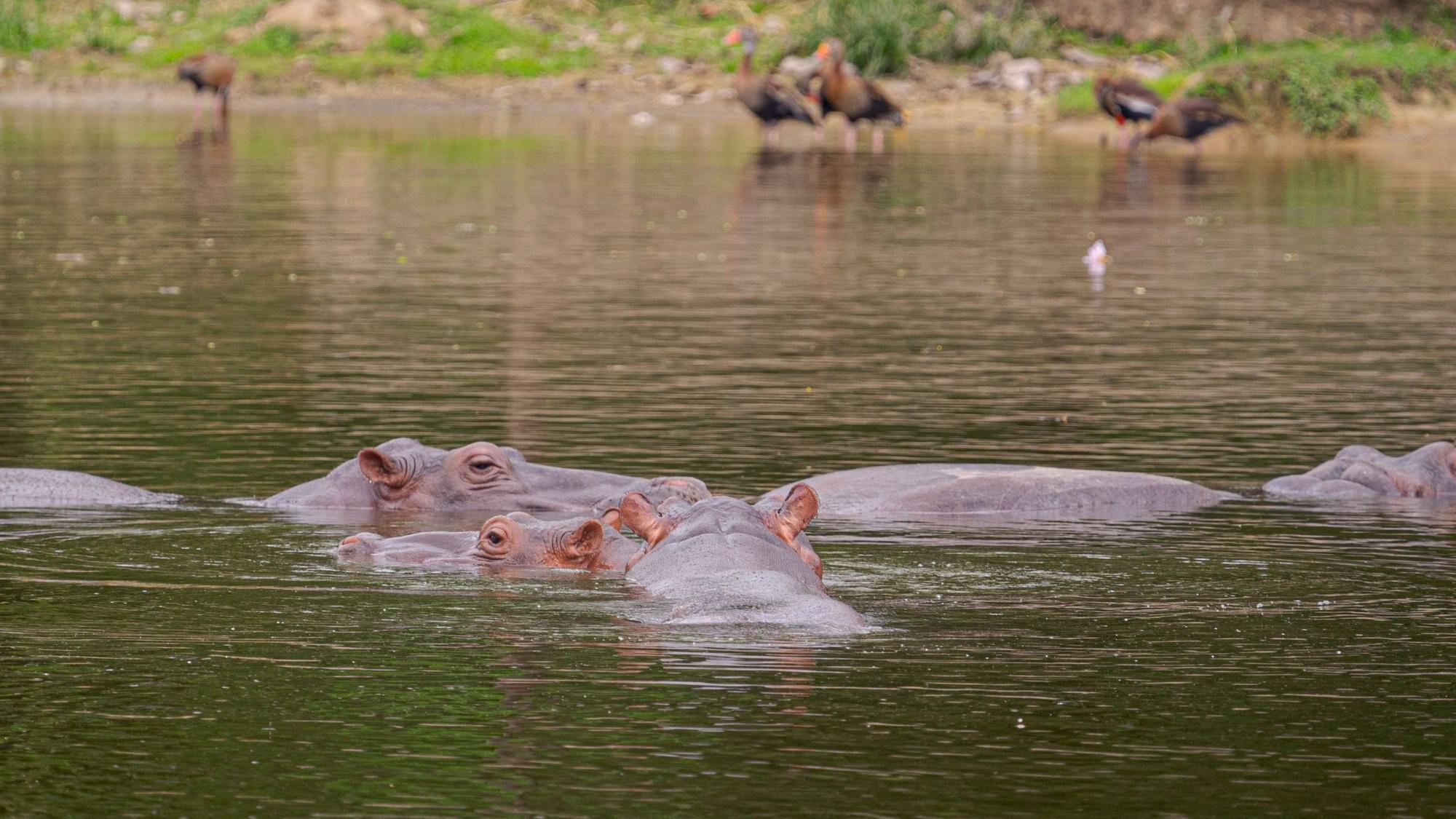 Nilpferde schwimmen in einem der Seen des Parks „Hacienda Napoles“. Die Nilpferde, die der Drogenbaron Pablo Escobar einst nach Kolumbien brachte, haben sich so vermehrt, dass das Land nach einer Lösung für die Tiere sucht.