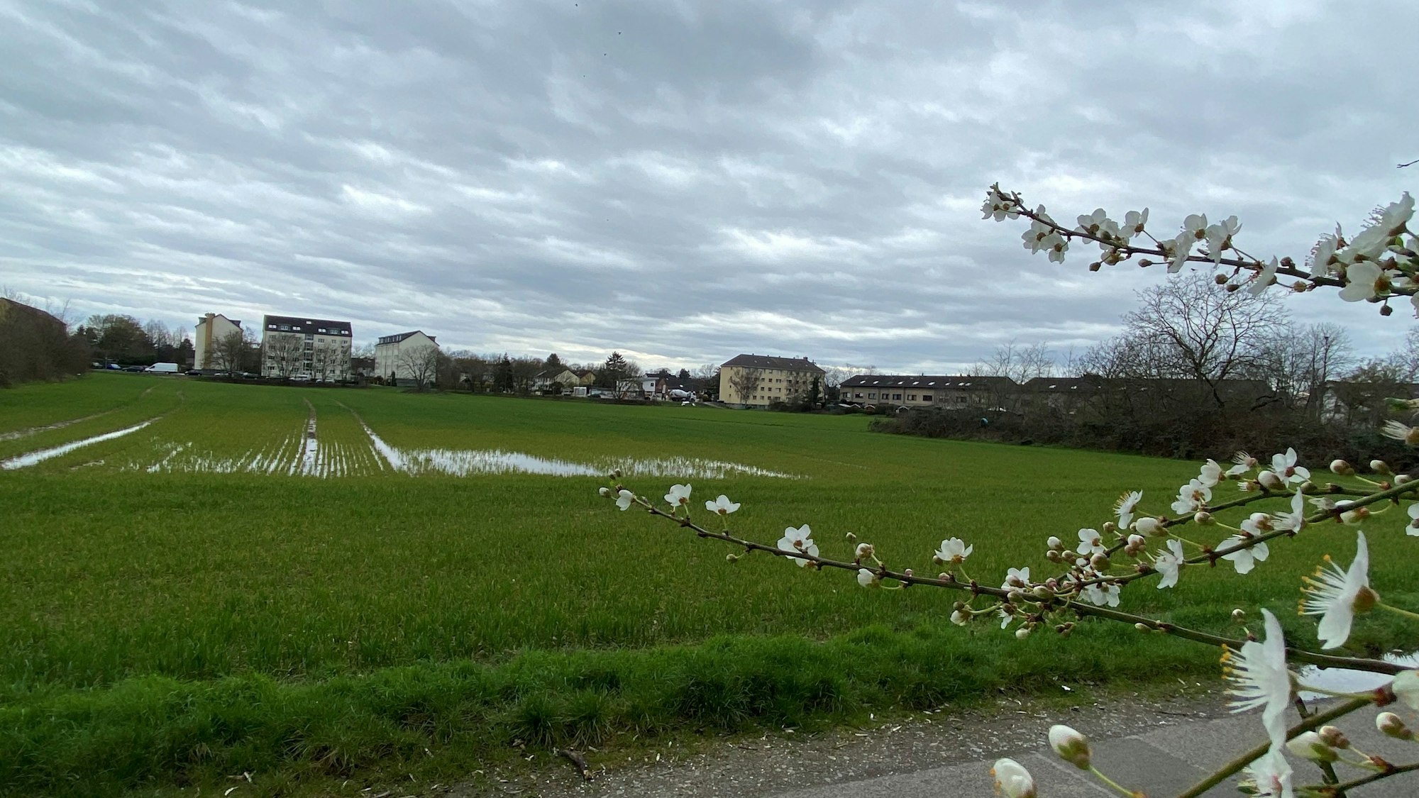 Ein Feld, auf dem bald Wohnungen gebaut werden sollen.