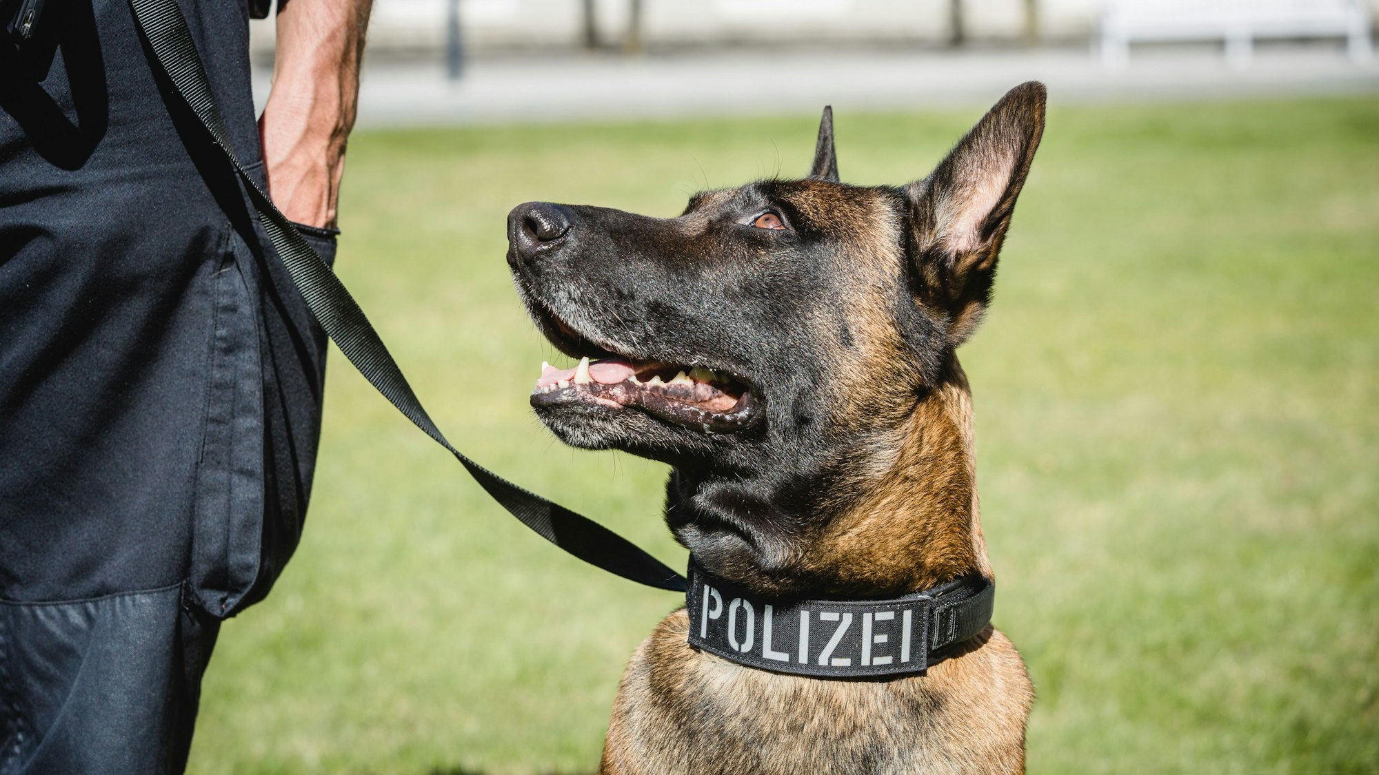 Ein Diensthund der Polizei Rhein-Berg sitzt neben seinem Herrchen und schaut zu diesem hinauf.