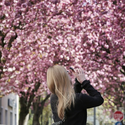 Eine junge Frau fotografiert die Bonner Kirschblüten.