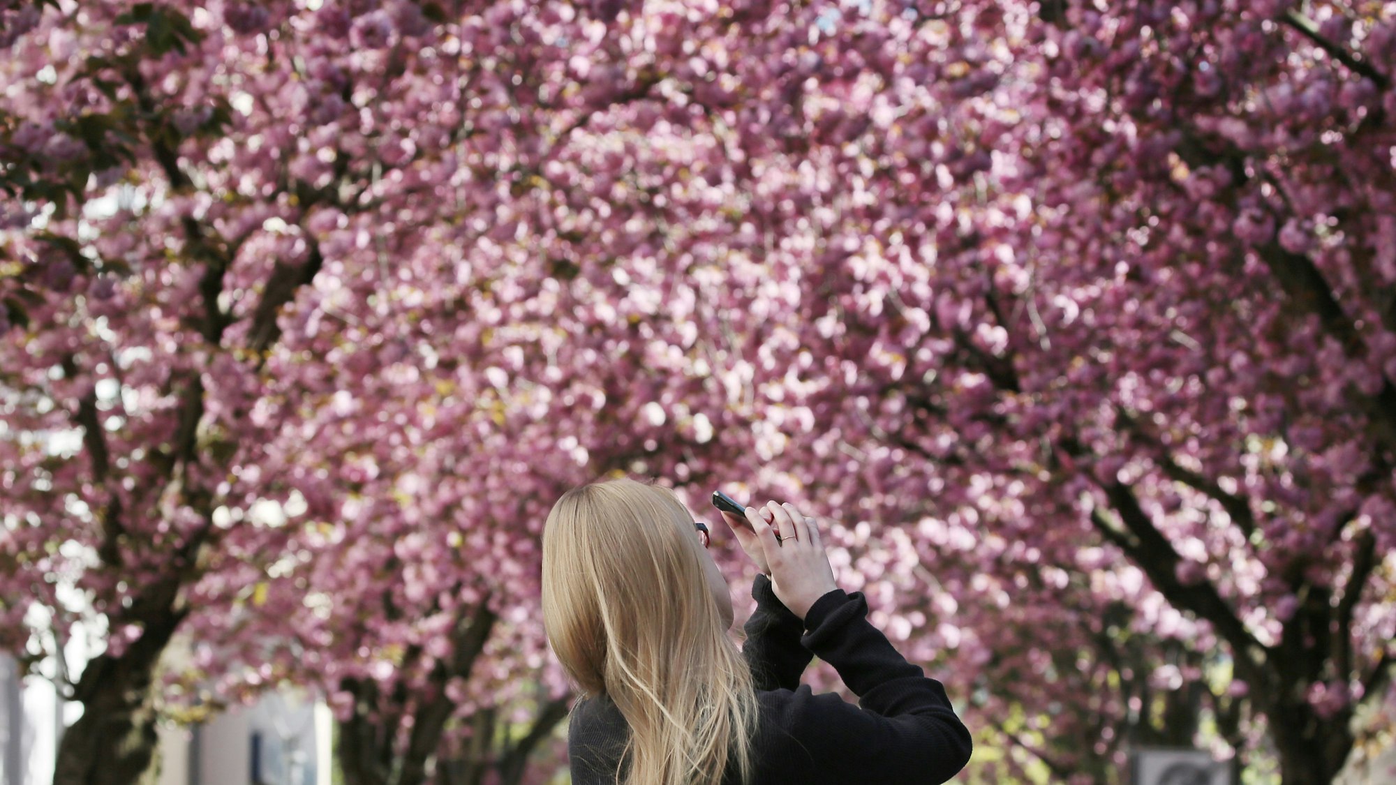 Eine junge Frau fotografiert die Bonner Kirschblüten.