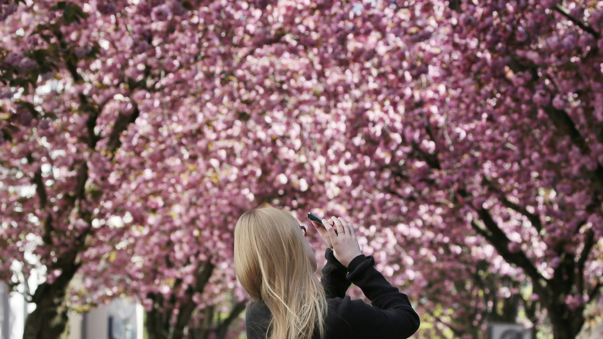 Eine junge Frau fotografiert die Bonner Kirschblüten.