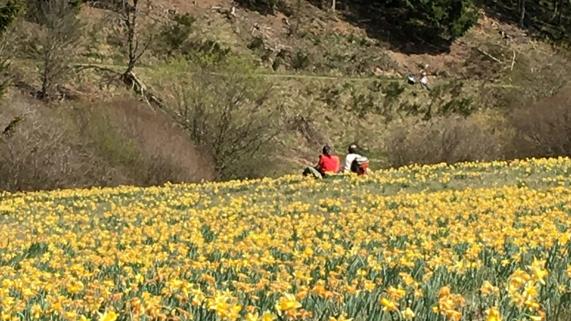 Die Narzissenwiese im Naturschutzgebiet Oleftal. Zwei Personen sitzen in der Blumenwiese mit dem Rücken zur Kamera.