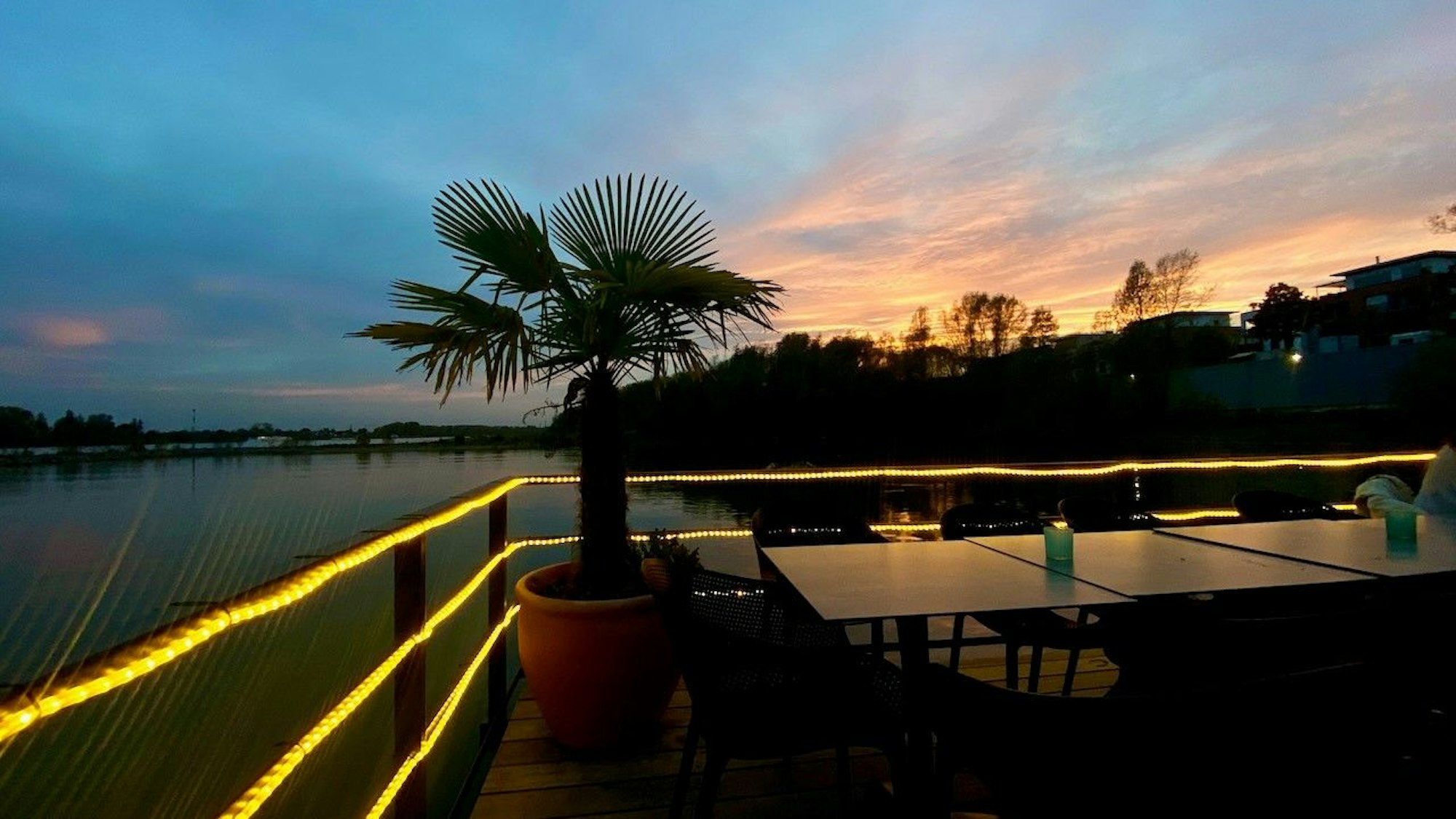 Auf einem Boot auf dem Rhein steht eine Palme.