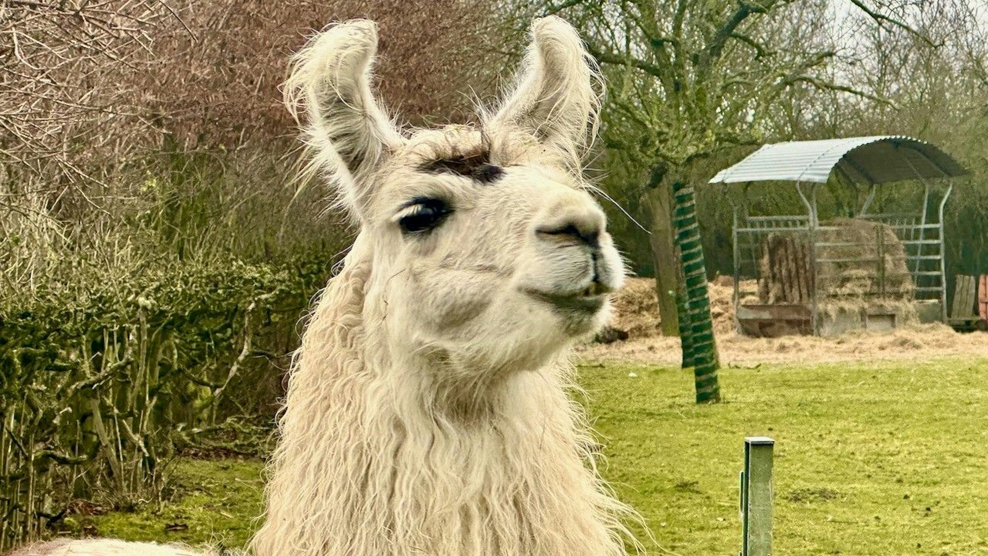 Ein Lama steht auf einer Weide.