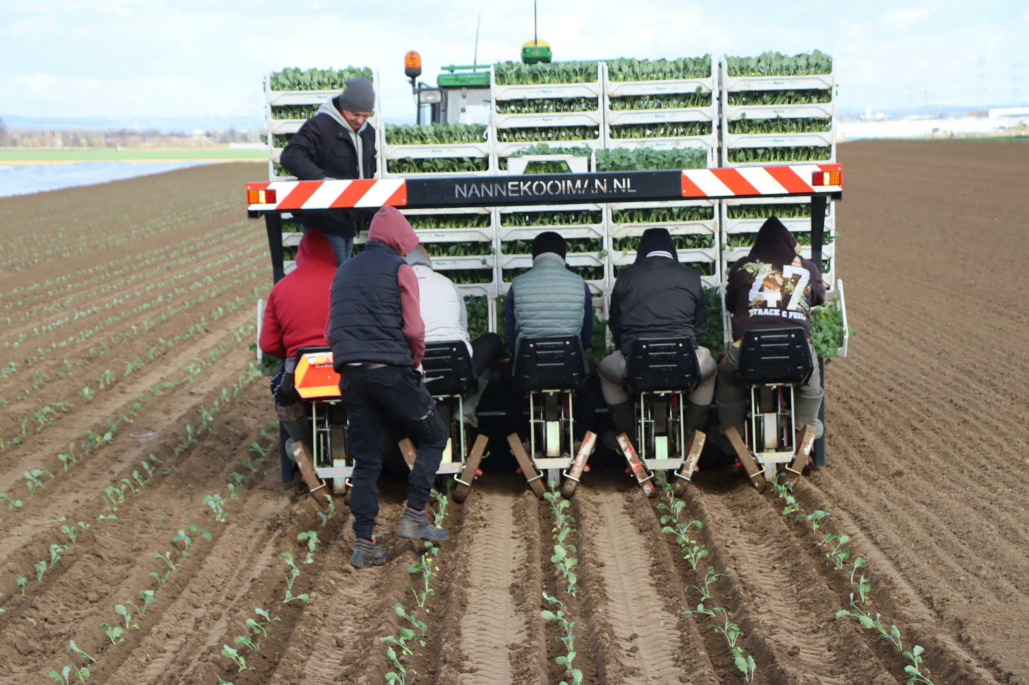 Arbeiter setzen mit Hilfe von Pflanzmaschinen Setzlinge in den Boden.