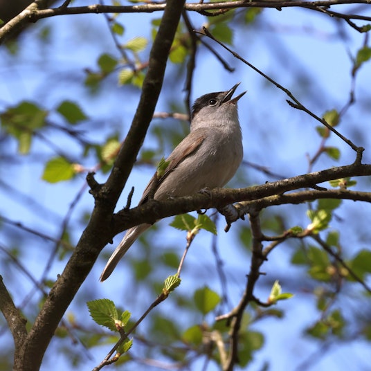 Zu sehen ist ein heimischer Singvogel im Baum.